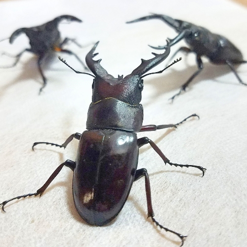 クワガタ写真 5